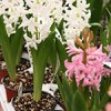 horticulture-flowersPots
